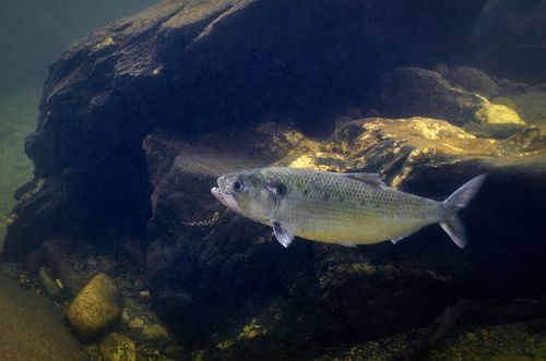 Alose (Source : Yannick Gouguenheim / Image & Rivière)