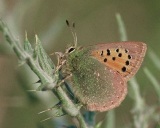 Le Ballous (Tomares ballus) © S. Bence / CEN PACA 