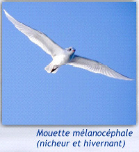 Mouette