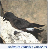 Océanite tempête