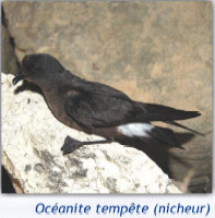 Océanite tempête