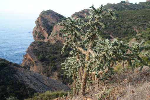 Opuntia_imbricata_La_Ciotat_30-10-2011_508