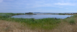 Zone humide présente dans la petite Camargue (13) © Jean-Marc Salles