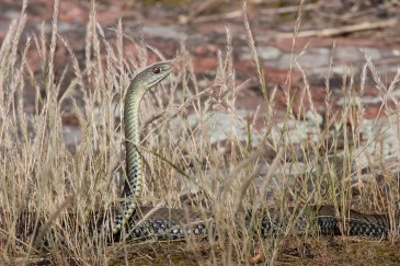 Mâle adulte de Couleuvre de Montpellier (Malpolon monspessulanus) - Plaine des Maures -La Garde Freinet. ©Joseph Celse