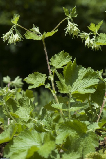 Benoite à fruits variables (Geum heterocarpum) (© J. Van Es / CBNA)