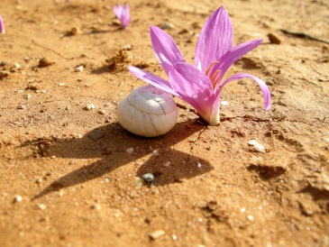 Mérendère à feuilles filiformes (Merendera filifolia) (© B. Huynh-Tan / CBNMed)