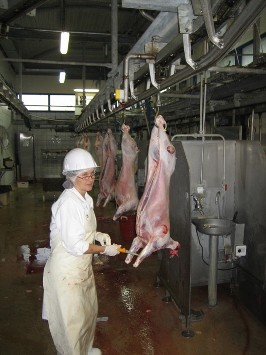 inspection carcasses d'agneaux