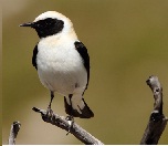 Traquet oreillard (Oenanthe hispanica), Alpilles - Les Opies, 26/05/2011 (© Frank Dhermain)