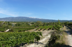 Le Mont Ventoux

Crédit photo/OR/DREAL PACA