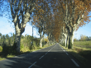Alignement de Platanes dans les Alpilles (© VN/DREAL PACA)