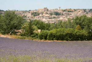 Champs de lavande sur le plateau de Valensole (© Photo Région PACA / Terraz Patrice)