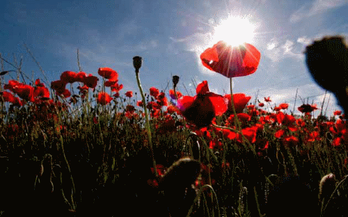 Coquelicots (© Photo Région PACA / Garufi Jean-Pierre)