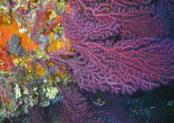 Coralligène. (© PNPC)
