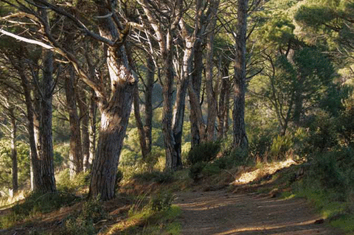 Forêt de pins d’Alep dans le Var (© Laurent Mignaux/METL-MEDDE)