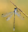 Lestes macrostigma (© P. Lambret / SfO)