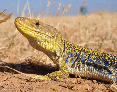 Lézard ocellé - © BE Ecosphère