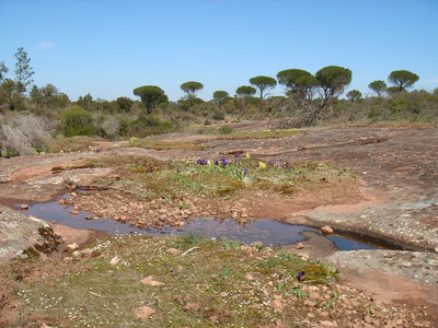Mares temporaires dans la réserve naturelle

de la Plaine des Maures - (©DREAL PACA)
