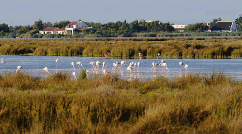 Parc naturel régional de Camargue (© Photo Région PACA / Almodovar Claude)