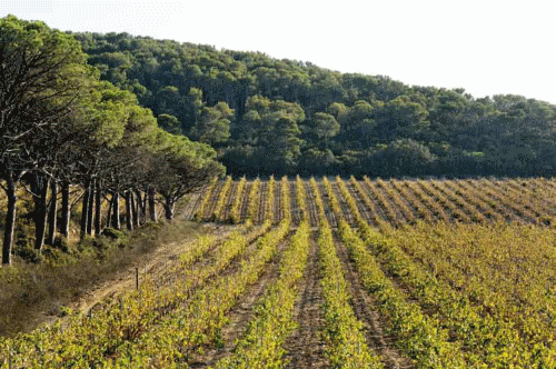 Vignes (© Laurent Mignaux/METL-MEDDE)
