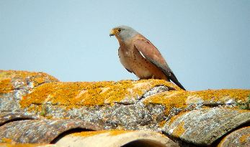 Le Faucon crécerellette