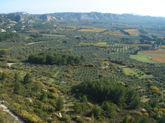 Oliveraies dans les Alpilles