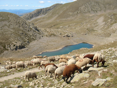 Pâturage ovin dans le Mercantou