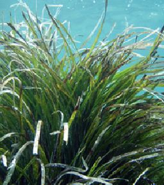 Les herbiers de posidonie