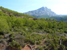 Garrigues et boisements à pins d'Alep dans la Sainte Victoire