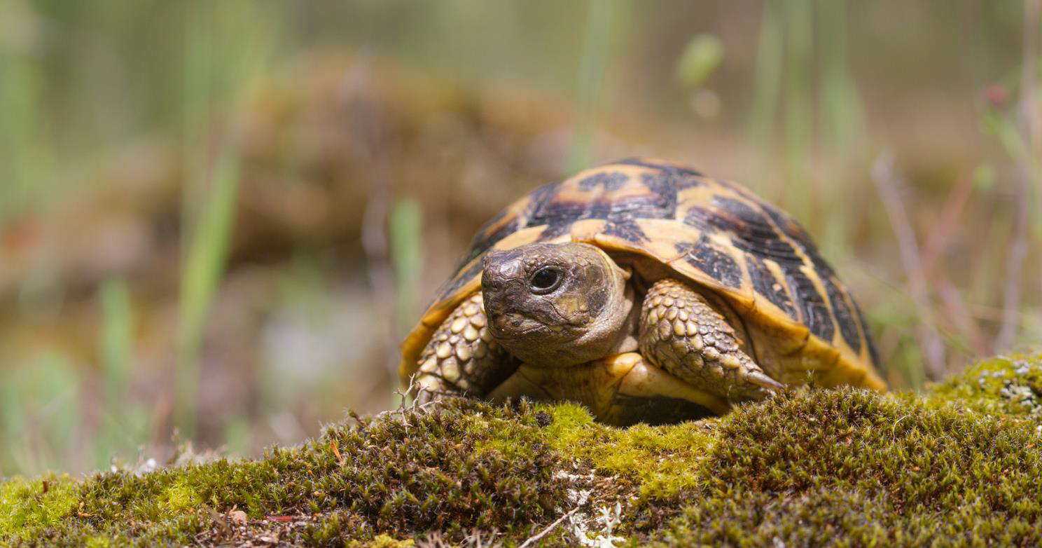 Tortue d'Hermann © Joseph Celse